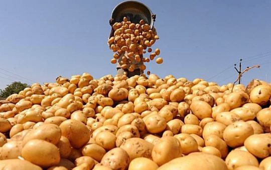 Pakistan can Earn $2 billion from Potato Export to China