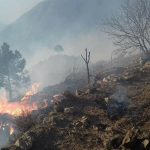 Recent Wildfire Could Have Destroyed Forest Area From Monal to QAU