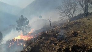 Recent Wildfire Could Have Destroyed Forest Area From Monal to QAU